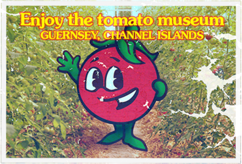 guernsey tomato museum postcard